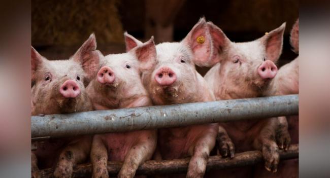 Virus spreading among pigs detected in the Western Province